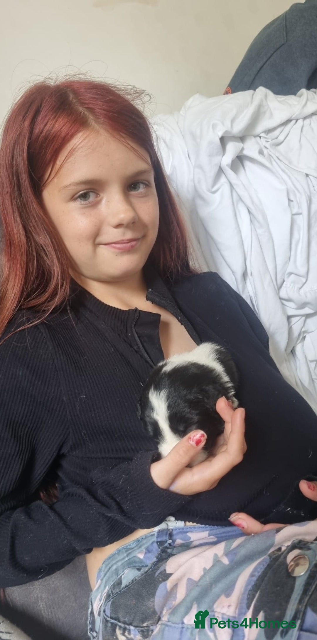 Border Collie dogs for sale: Border collie puppies  - Image 17