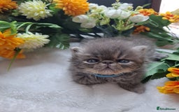 Persian cats for sale: Persian Kittens looking for their forever homes - Image 5