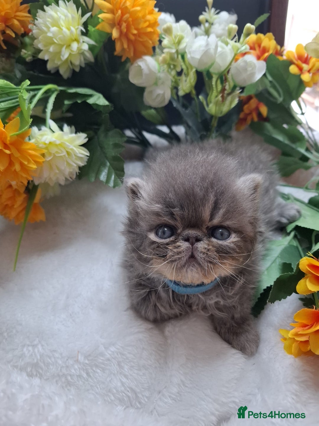 Persian cats for sale: Persian Kittens looking for their forever homes - Image 5