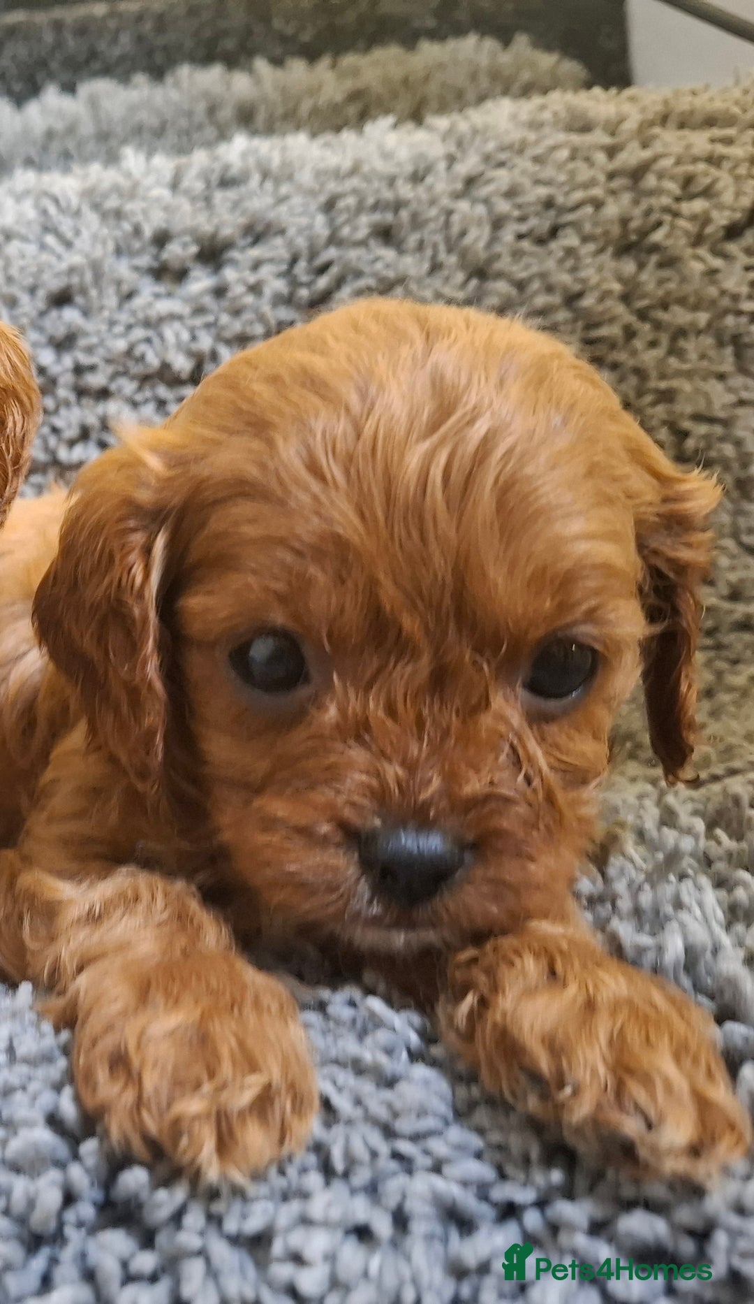Cavapoo dogs for sale: F1 cavapoos  - Advert 4