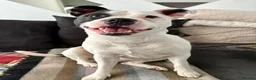 Mixed Breed dogs for sale: Finding a new home for our gorgeous Ruby. in Southampton - Advert 6