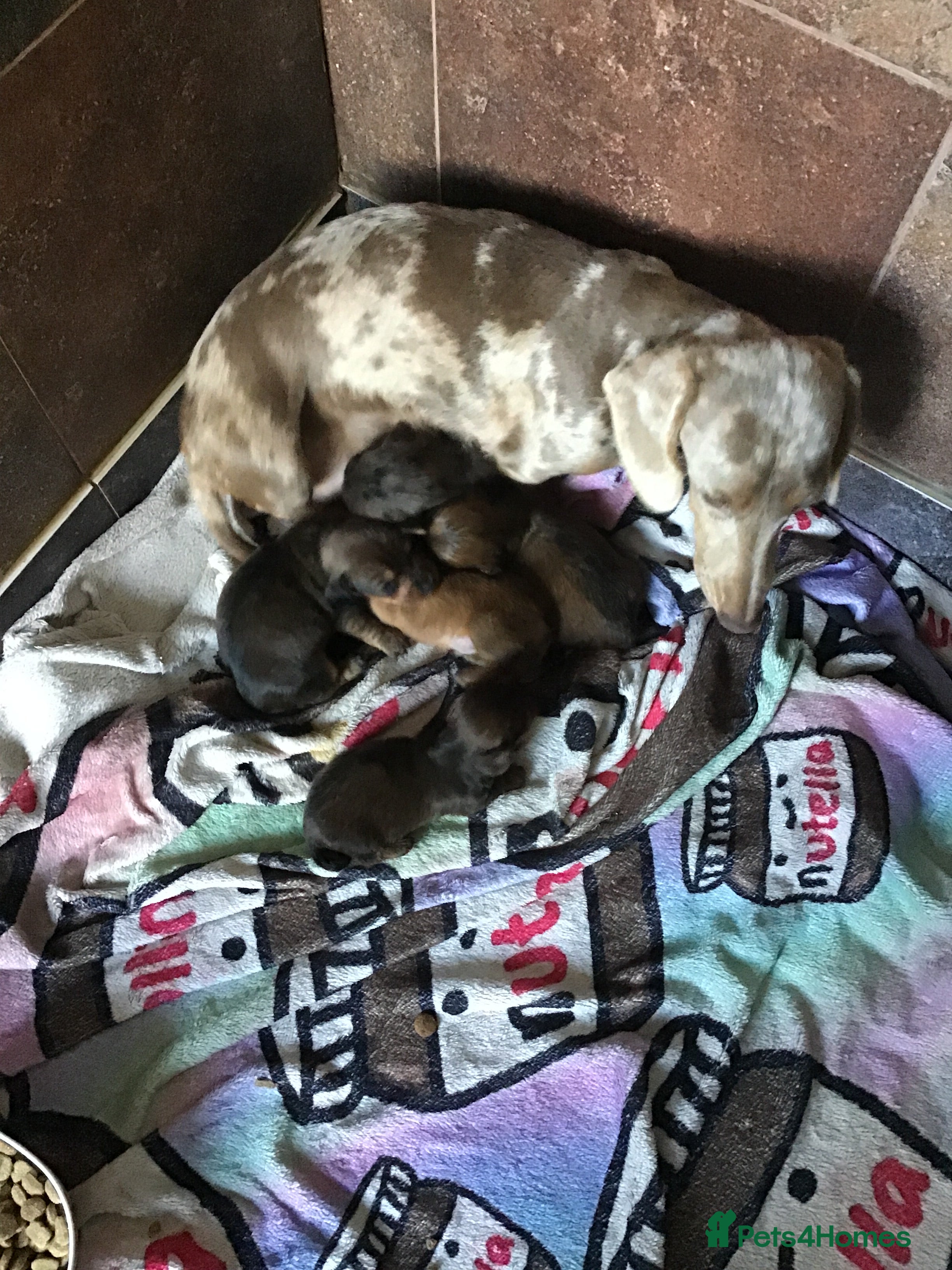 Miniature Dachshund dogs Long hair mini dachshund  - Advert 10