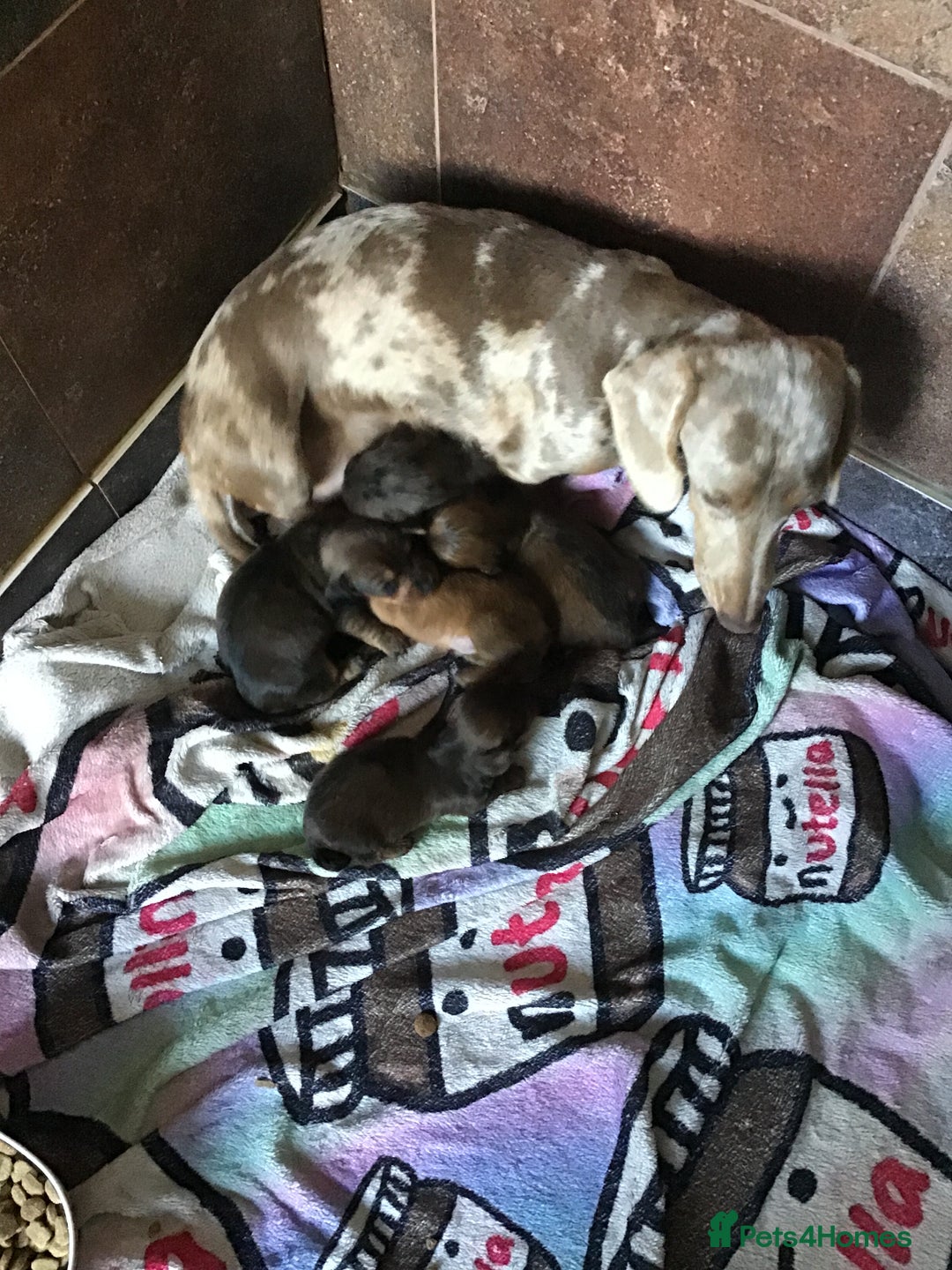 Miniature Dachshund dogs for sale: Long hair mini dachshund  - Advert 1