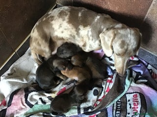 Miniature Dachshund dogs Long hair mini dachshund - Advert 5