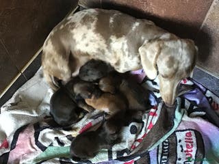 Miniature Dachshund dogs 2 boys remaining Long hair mini dachshund - Advert 10