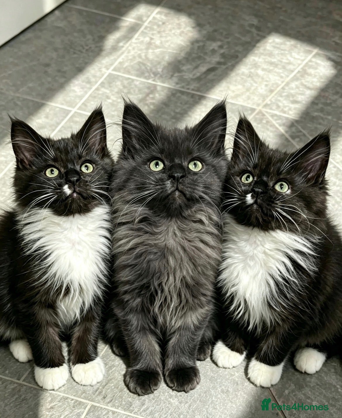 Maine Coon cats Stunning Maine coon babies very large size  - Advert 1