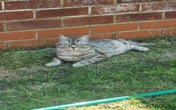 British Shorthair cats for sale: SILVER & GOLDEN SPOTTED BRITISH SHORTHAIR KITTENS  - Image 16