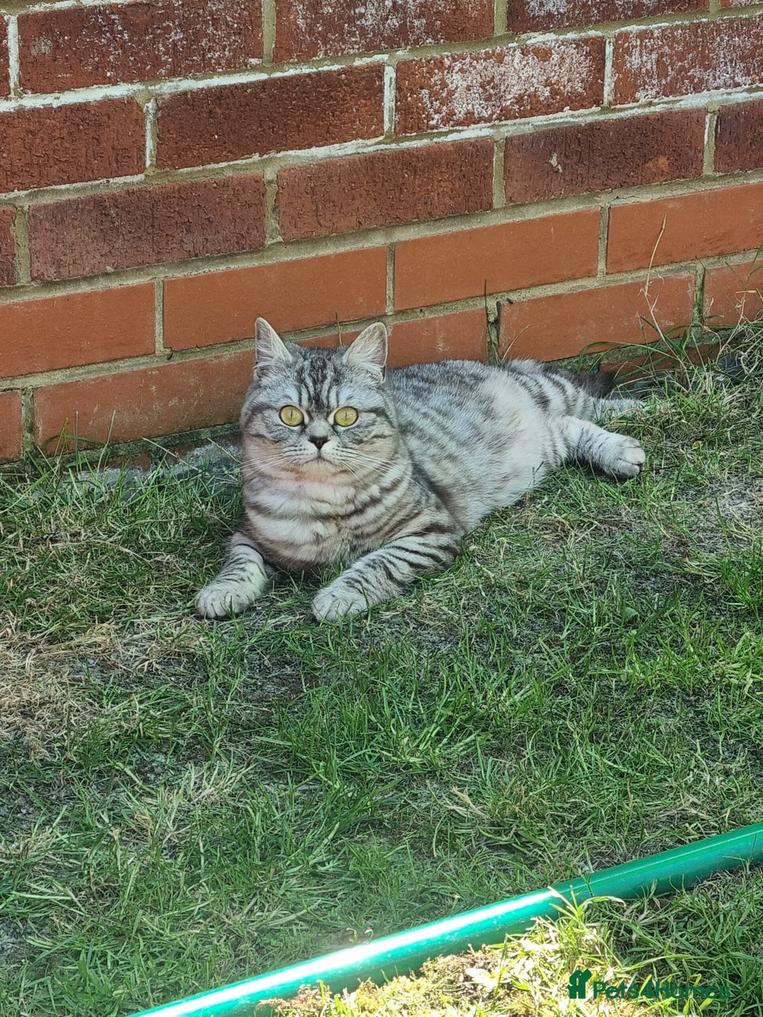 British Shorthair cats for sale: SILVER & GOLDEN SPOTTED BRITISH SHORTHAIR KITTENS  - Image 16