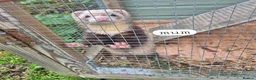 Ferret rodents for sale: Ferret kits looking for forever homes - Advert 11