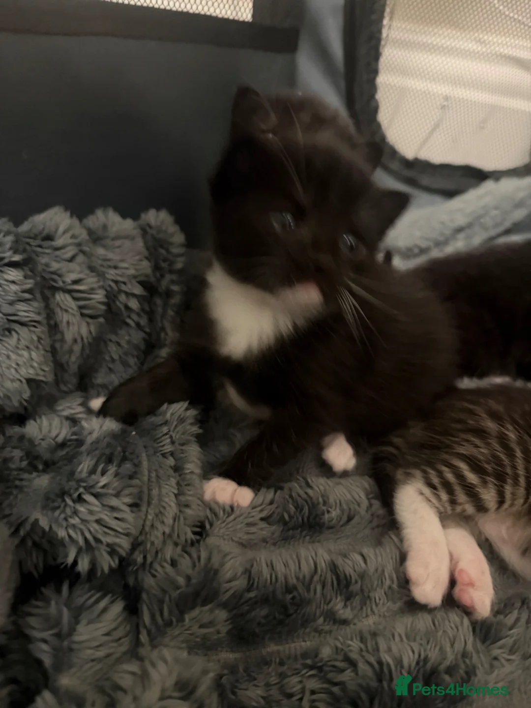 Mixed Breed cats for sale: Beautiful Kittens  in Colchester - Advert 2