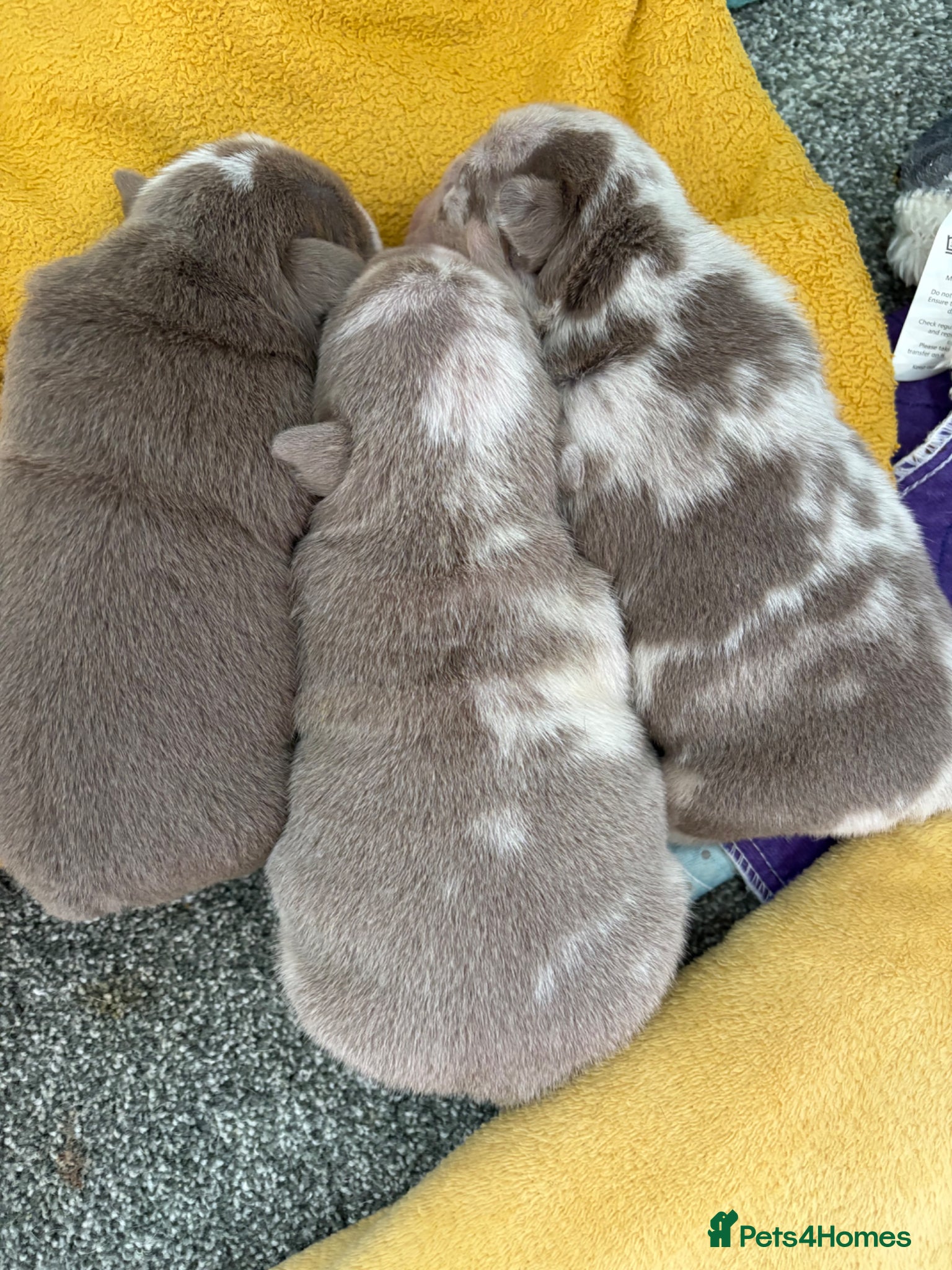 English Bulldog dogs 4 Remaining! KC Registered – Health Tested Parents - Advert 4