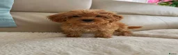 Maltipoo dogs for sale: Beautiful Maltipoo puppies  - Advert 3