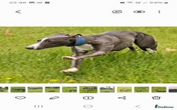 Whippet dogs for stud: Classy Smart Blue Boy 19.5tts.Sportingbred. - Image 19