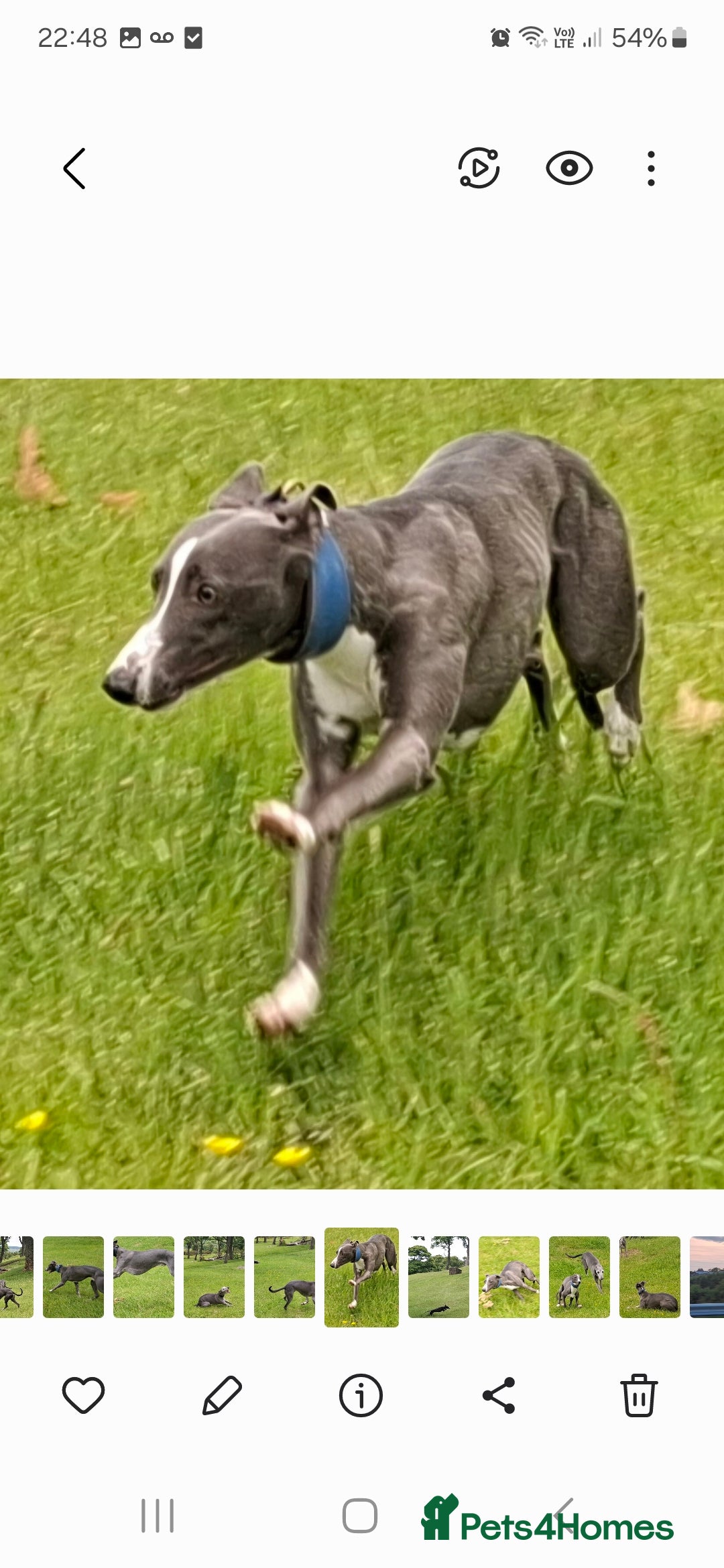 Whippet dogs for stud: Classy Smart Blue Boy 19.5tts.Sportingbred. - Image 19