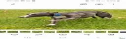 Whippet dogs for stud: Classy Smart Blue Boy 19.5tts.Sportingbred. - Advert 19