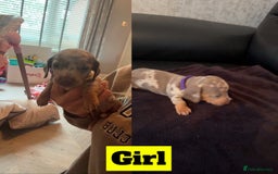 Miniature Dachshund dogs for sale: beautiful miniature Dachshunds  - Image 4