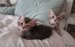 Bengal cats for sale: BENGAL Cross Kittens ♡ BLUE | READY NOW - Image 11