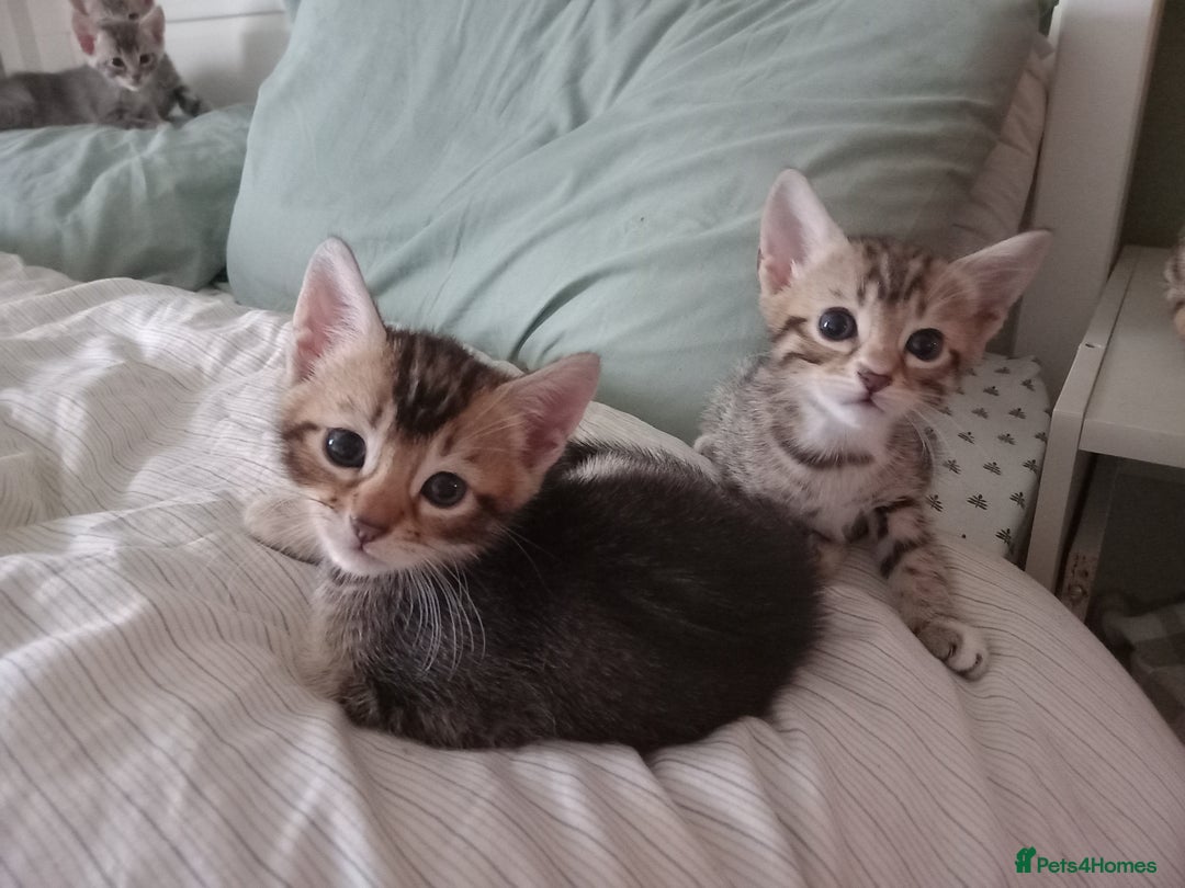 Bengal cats for sale: BENGAL Cross Kittens ♡ BLUE | READY NOW - Image 11