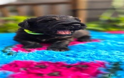 Russian Black Terrier dogs for sale: Russian Black Terrier  - Image 21