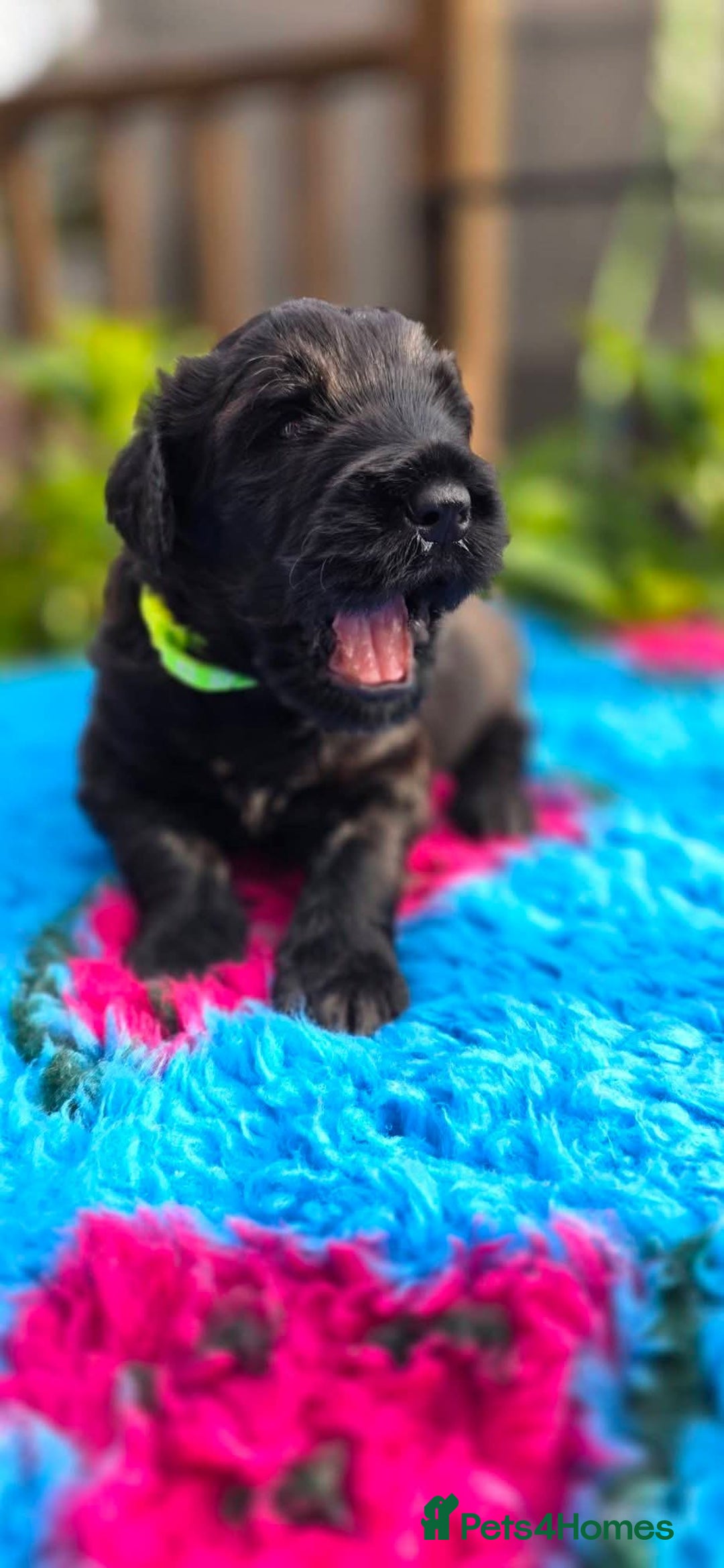 Russian Black Terrier dogs for sale: Russian Black Terrier  - Image 21