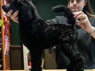 Standard Poodle dogs Champion sired standard poodles - Advert 1