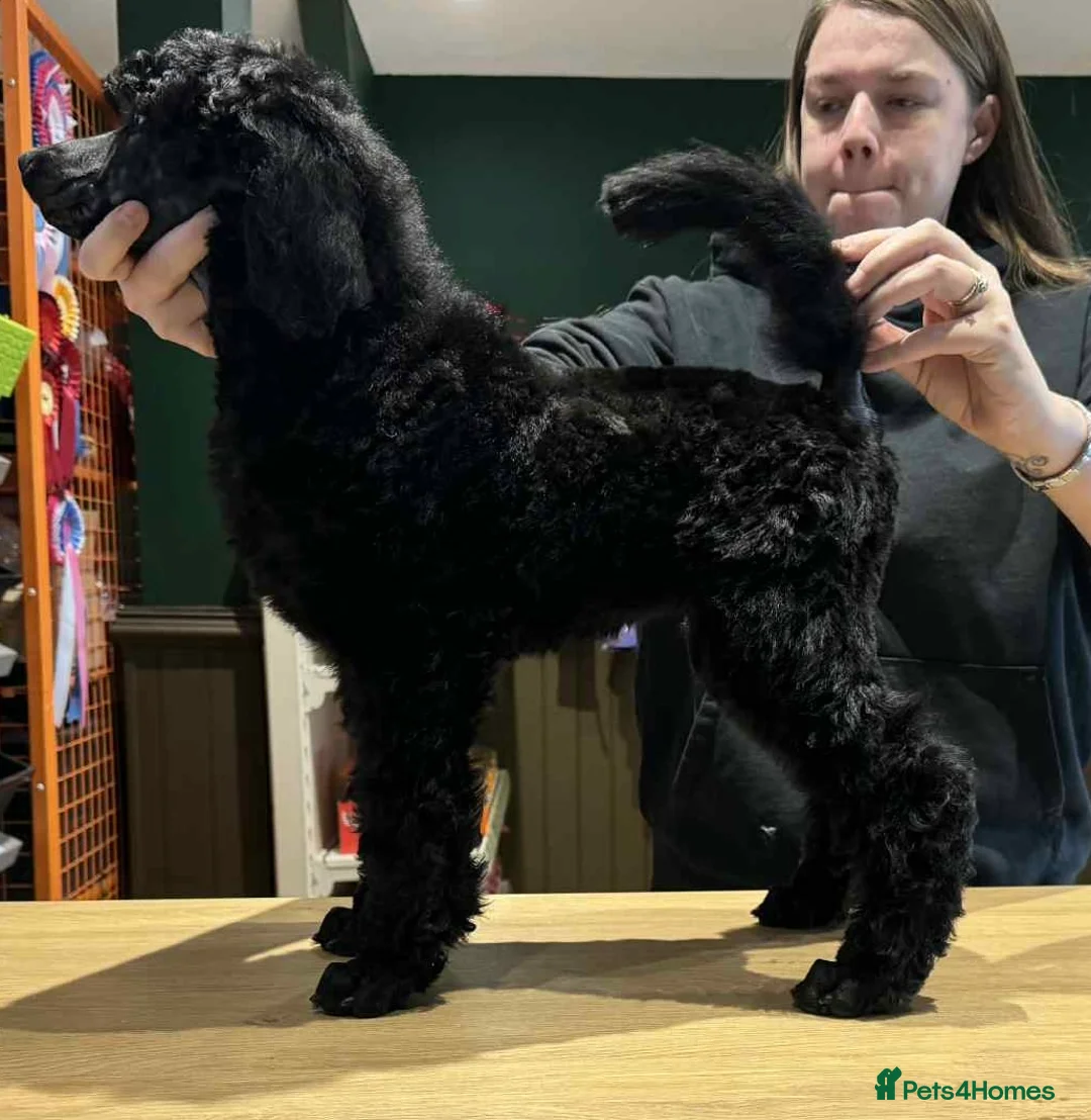 Standard Poodle dogs for sale: Champion sired standard poodles  - Advert 2