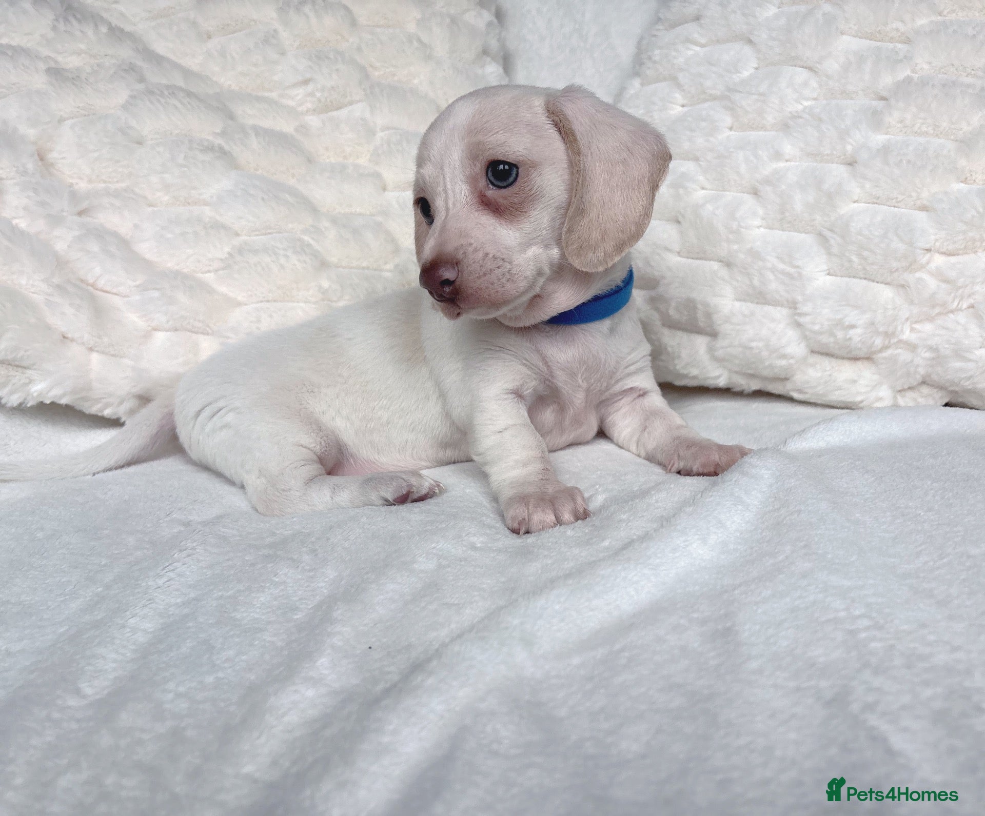 Miniature Dachshund dogs for sale: Cream miniature dachshund puppies - Advert 1