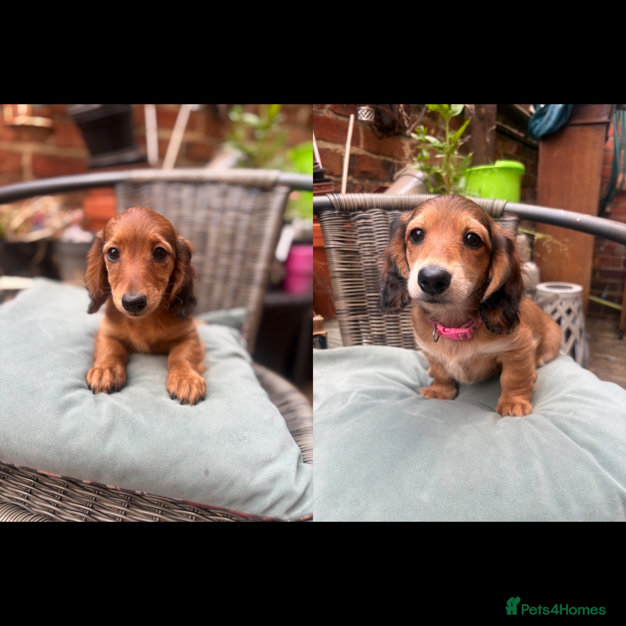 Miniature Dachshund dogs Long haired miniature dachshunds - Advert 3