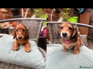 Miniature Dachshund dogs Long haired miniature dachshunds - Advert 3
