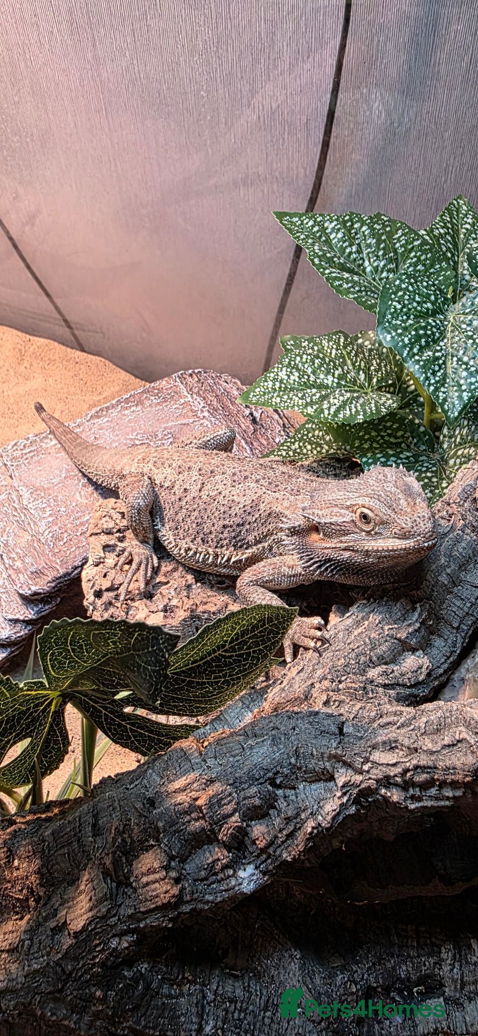 Bearded Dragon reptiles Bearded Dragon FREE - Advert 2