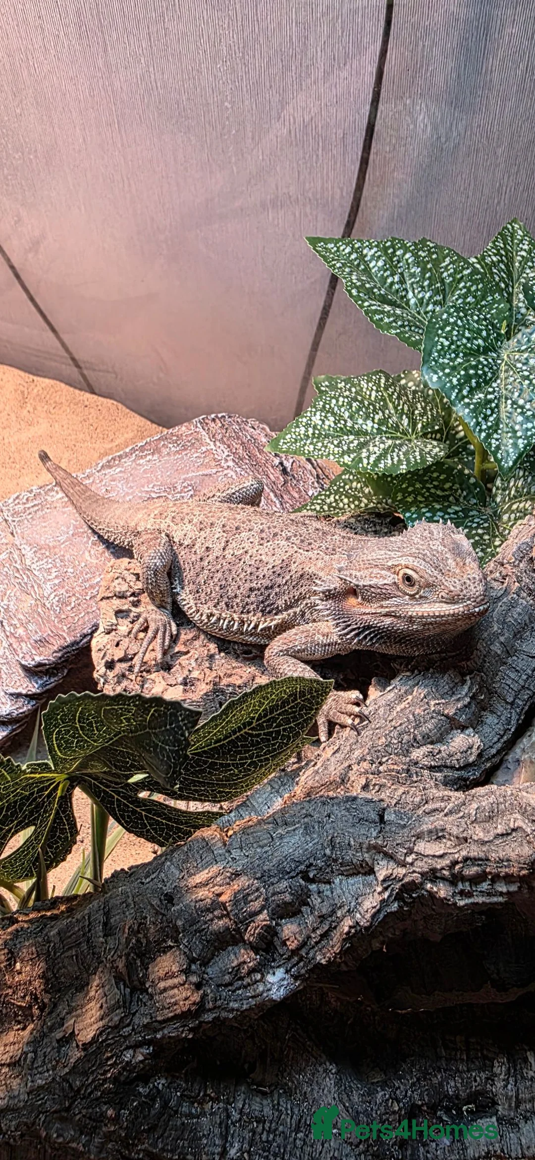 Bearded Dragon reptiles for sale: Bearded Dragon FREE in Manchester - Advert 2