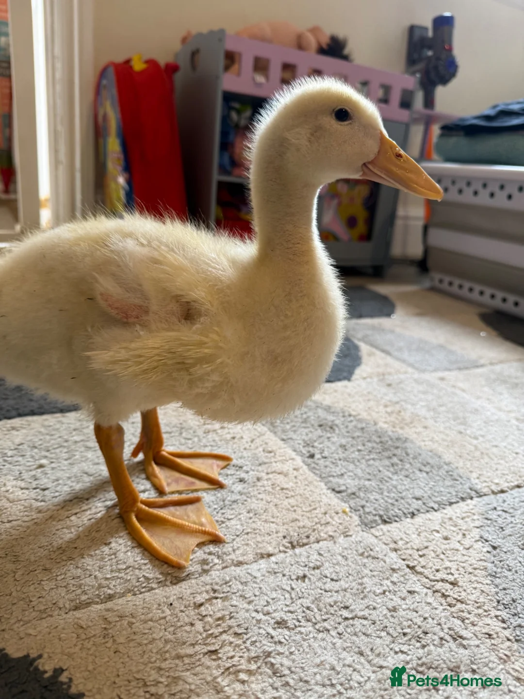 Ducks poultry for sale: Cherry valley ducklings  - Advert 2
