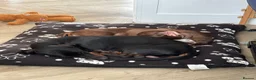 Dachshund dogs for sale: 2 lovely dachshunds - Advert 2