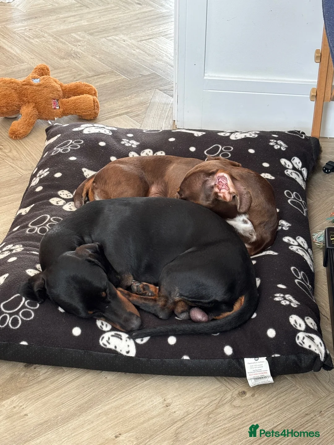 Dachshund dogs for sale: 2 lovely dachshunds - Advert 2