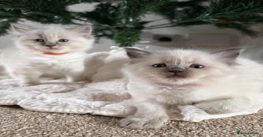 Ragdoll cats Fluffy sweet ragdoll kittens  - Advert 3