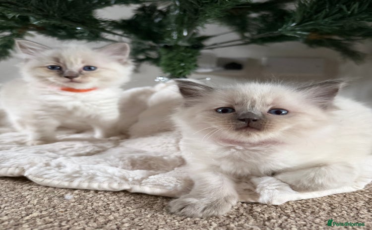 Ragdoll cats Health tested pure ragdoll kittens  - Advert 8