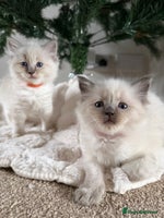 Ragdoll cats Fluffy sweet ragdoll kittens - Advert 3