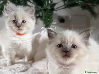 Ragdoll cats Health tested pure ragdoll kittens - Advert 4