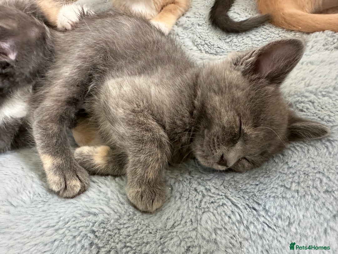 Ragdoll cats for sale: 6 beautiful well loved kittens. 2 girls remaining - Image 14