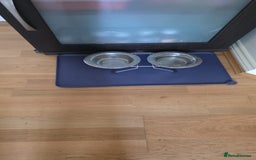 Persian cats for sale: White Persian Chinchilla ( OPAL ) - Image 3