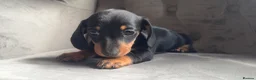 Miniature Dachshund dogs for sale: Tiny miniature dachshund boy - Advert 2