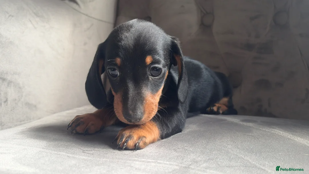 Miniature Dachshund dogs for sale: Tiny miniature dachshund boy - Advert 2