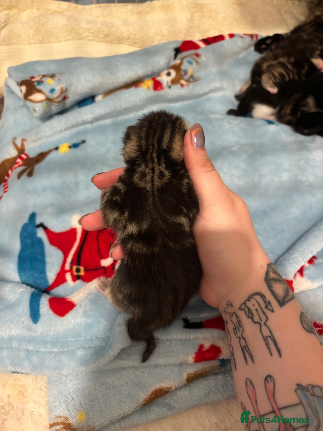 Mixed Breed cats for sale: 5 Gorgeous kittens for reserve - Image 5