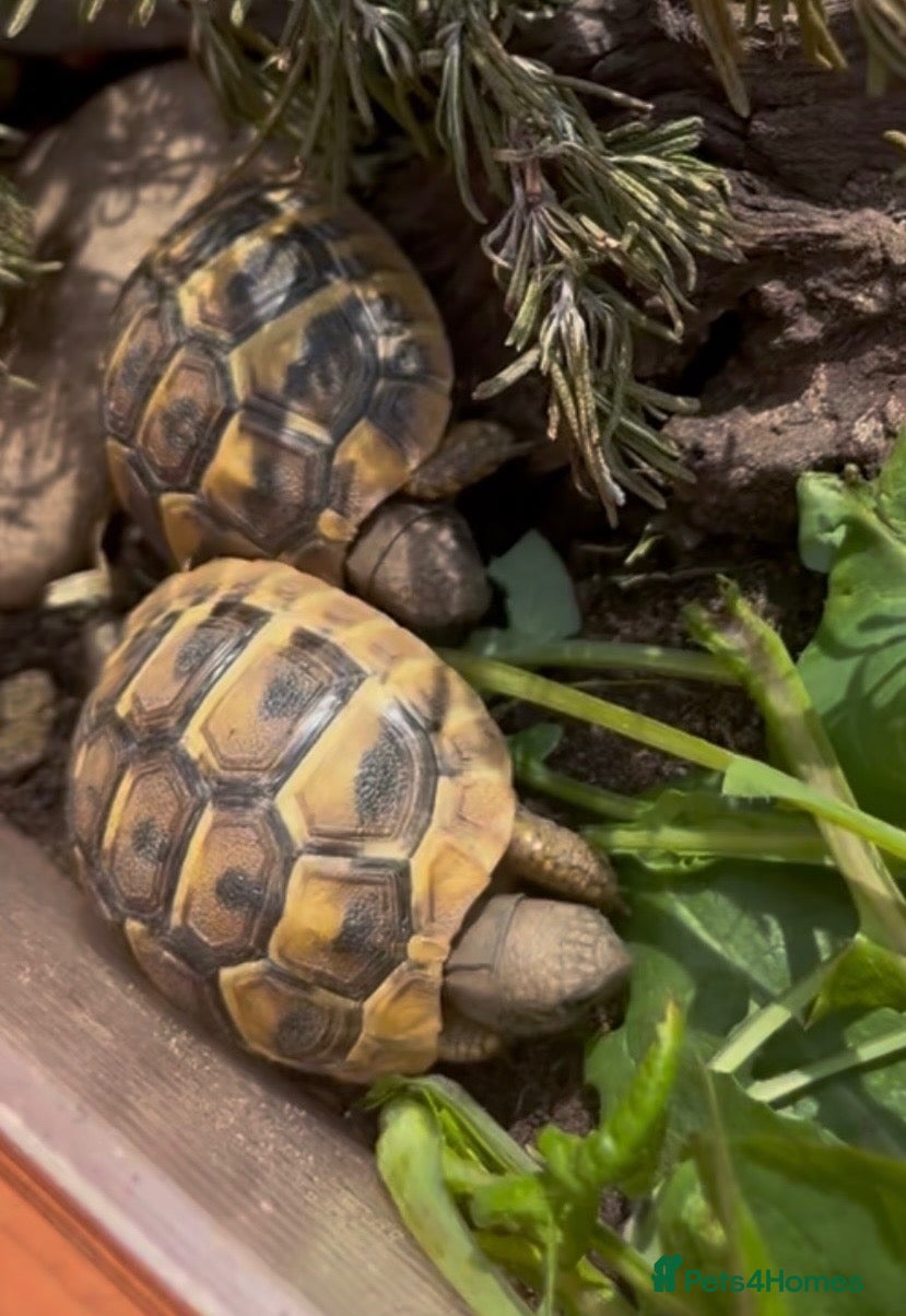Hermann Tortoise reptiles for sale: Year old hermanns tortoises - Advert 2