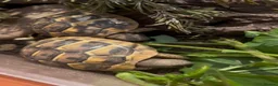 Hermann Tortoise reptiles for sale: Year old hermanns tortoises - Advert 2
