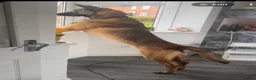 Belgian Shepherd Dog dogs for sale: 8 month old Belgian mally  in South Shields - Advert 3