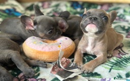 French Bulldog dogs for sale: Adorable French Bulldog Puppies in Barking - Image 10