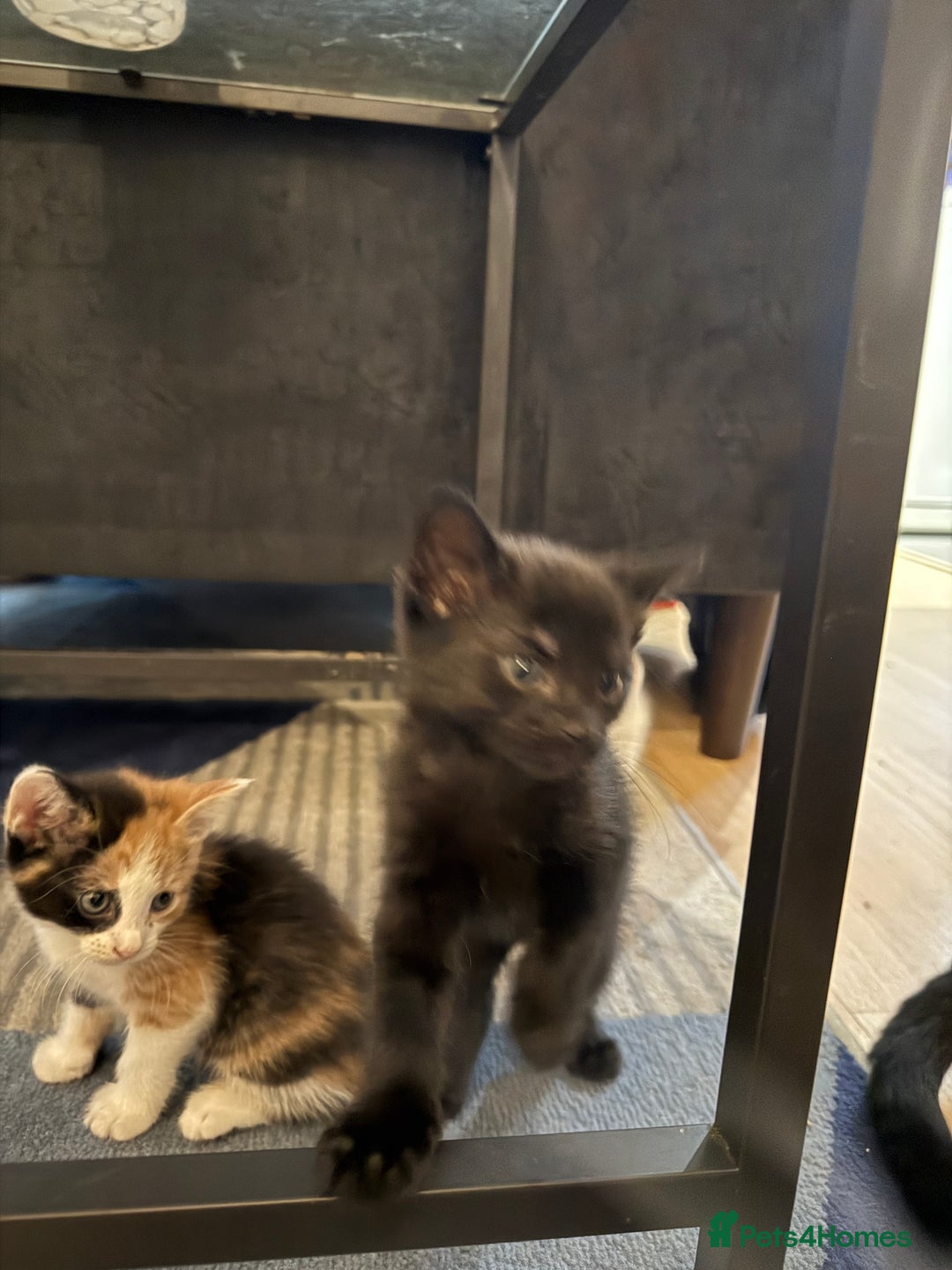 British Shorthair cats for sale: 7 kittens short hair - Image 8