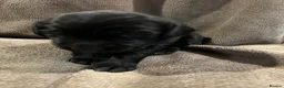 Springador dogs for sale: Springador pups - Advert 33