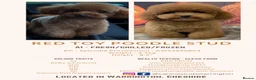 Toy Poodle dogs for stud: Tiny Red KC Toy Poodle (STUD) in Warrington - Advert 2